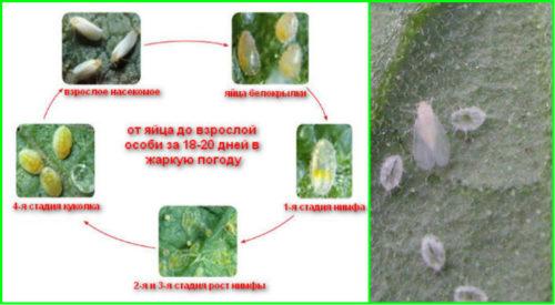 Погибает ли белокрылка зимой. Жизненный цикл вредителя