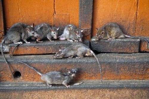 Как уничтожить крыс в частном доме. Как избавиться от крыс в сарае раз и навсегда?
