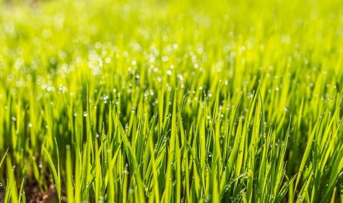 Как посадить газонную траву своими руками. Трава газонная: виды