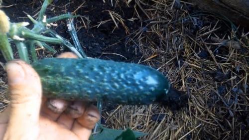 Как сделать теплицу своими руками дешево. Процесс строительства бюджетной теплицы