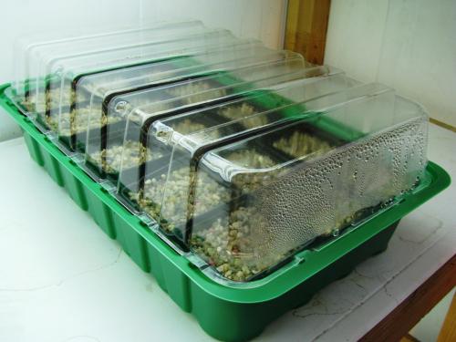 Маленькая теплица из поликарбоната своими руками. Виды мини-теплиц: материалы, конструктивные особенности