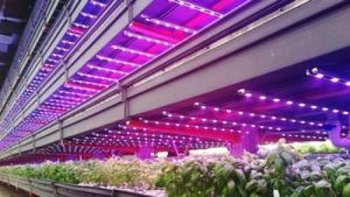 7 популярных ламп для теплицы. Виды фитоламп для теплиц