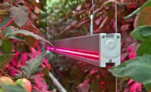 7 популярных ламп для теплицы. Виды фитоламп для теплиц