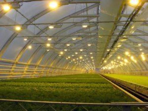 7 популярных ламп для теплицы. Виды фитоламп для теплиц