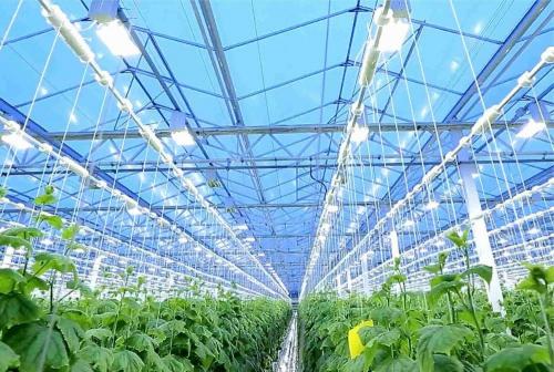 7 популярных ламп для теплицы. Виды фитоламп для теплиц