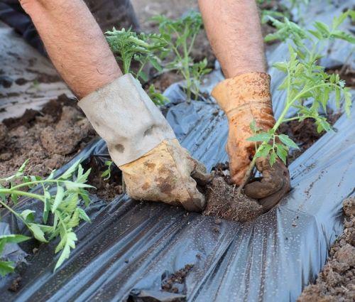 Как подготовить теплицу из поликарбоната к весенним посадкам: пошаговая инструкция 05