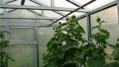 Полное руководство: как подготовить теплицу к новому дачному сезону 03 Полное руководство: как подготовить теплицу к новому дачному сезону 03