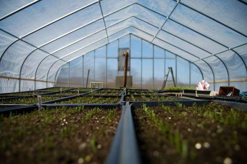 Чем обрабатывать теплицу из поликарбоната: основные методы 05 Чем обрабатывать теплицу из поликарбоната: основные методы 05