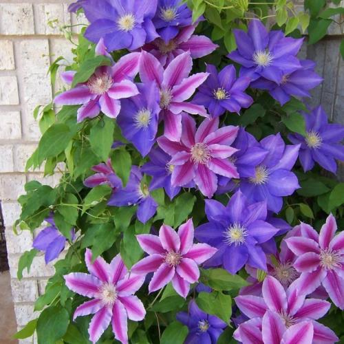 Какие растения лучше всего подходят для украшения крыльца. Лучшие вьющиеся растения для крыльца