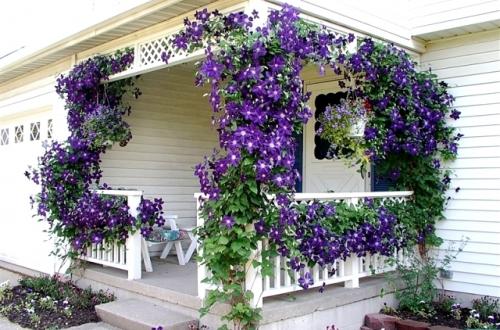 Какие растения лучше всего подходят для украшения крыльца. Лучшие вьющиеся растения для крыльца