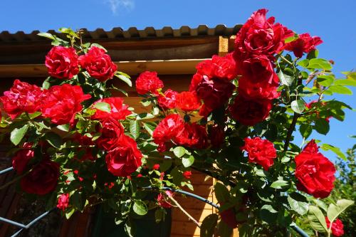 Какие растения лучше всего подходят для украшения крыльца. Лучшие вьющиеся растения для крыльца