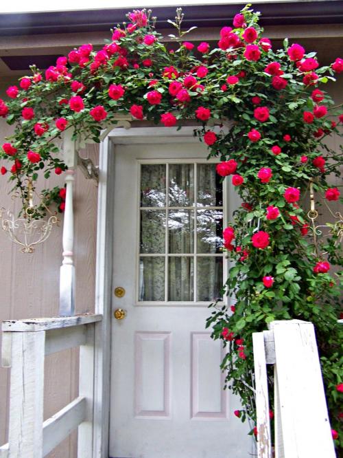 Какие растения лучше всего подходят для украшения крыльца. Лучшие вьющиеся растения для крыльца