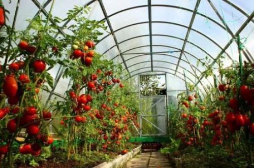 Чертежи теплиц из профильной трубы с размерами. Виды профиля для теплицы своими руками из поликарбоната. Фото-примеры каркасов