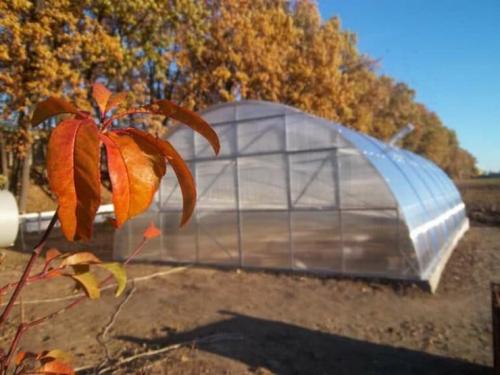 После снятия урожая в теплице остаются вредители. Что нужно было сделать в теплице осенью?