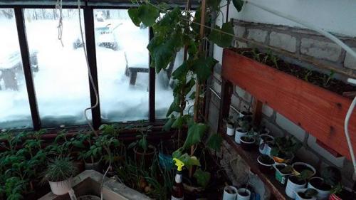 Как сделать парник в домашних условиях. Как сделать парник своими руками: лучшие проекты