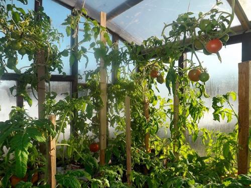 Как сделать парник в домашних условиях. Как сделать парник своими руками: лучшие проекты