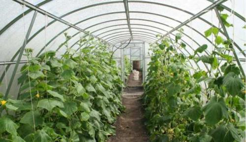 Как обустроить теплицу 3 на 6 внутри. Лучшие идеи планировки расположения грядок в теплице 3 на 6: чертежи, размеры, оптимальное расходование пространства