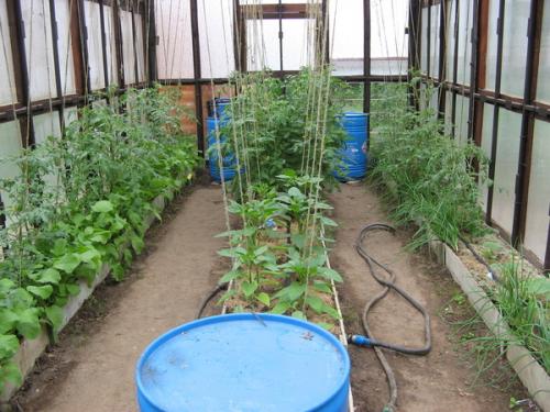 Как обустроить теплицу 3 на 6 внутри. Лучшие идеи планировки расположения грядок в теплице 3 на 6: чертежи, размеры, оптимальное расходование пространства