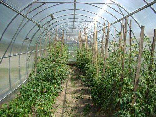 Теплица, как обустроить внутри. Варианты обустройства теплицы из поликарбоната внутри