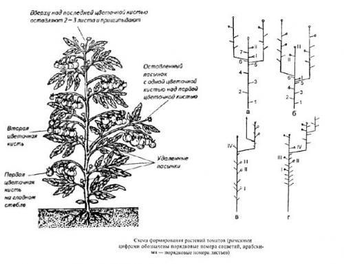 Обустройство теплицы 3 н.  Располагаем грядки рационально