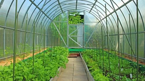 Чем обработать землю в теплице от вредителей. Чем обработать землю в теплице?