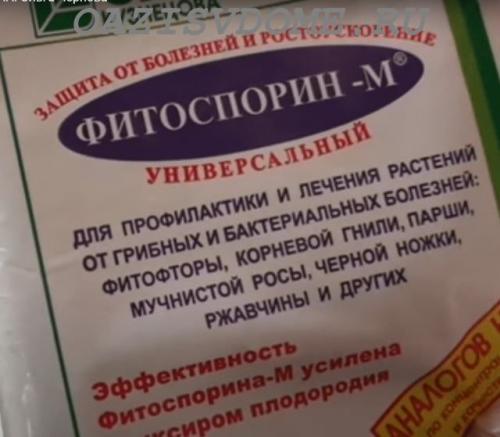 Обработка теплицы марганцовкой. Обработка теплиц весной без замены почвы: обрабатываем марганцовкой и Фитоспорином