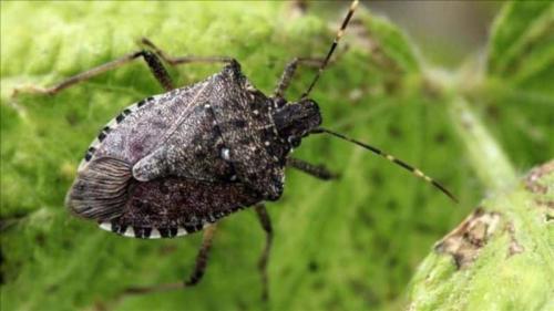 Чем обработать томаты в теплице. Какие вредители угрожают помидорам в теплице