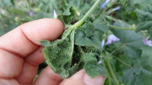 Чем обработать томаты в теплице. Какие вредители угрожают помидорам в теплице