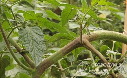 Спасаем помидоры от фитофторы. Как избавиться от фитофторы на помидорах