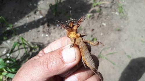 Чем обработать томаты в теплице. Какие вредители угрожают помидорам в теплице