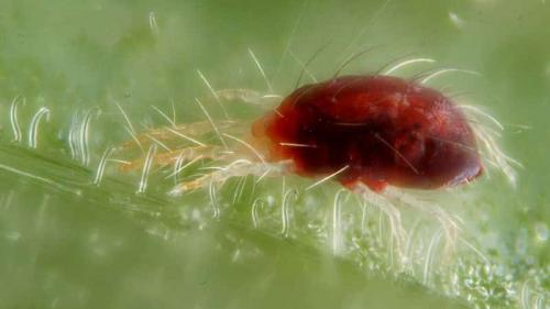 Чем обработать томаты в теплице. Какие вредители угрожают помидорам в теплице