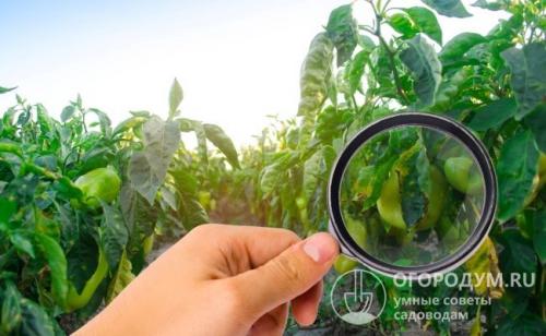 Спасаем помидоры от фитофторы. Как избавиться от фитофторы на помидорах