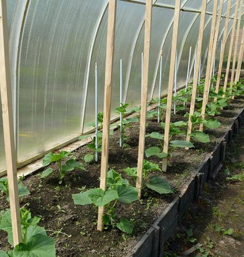 Что посадить в теплице в августе. Интересно знать, что можно посадить в теплице в августе