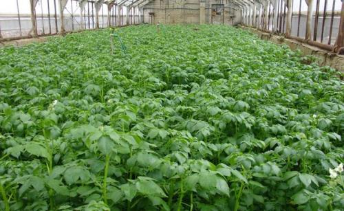 Что посадить в теплице в августе. Интересно знать, что можно посадить в теплице в августе