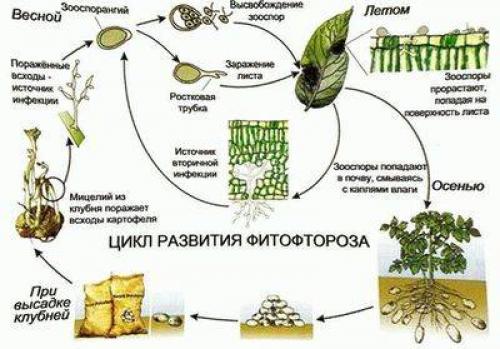 Что делать в теплице осенью. Промывка  теплицы 03