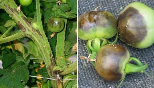 Что делать в теплице осенью. Промывка  теплицы 07