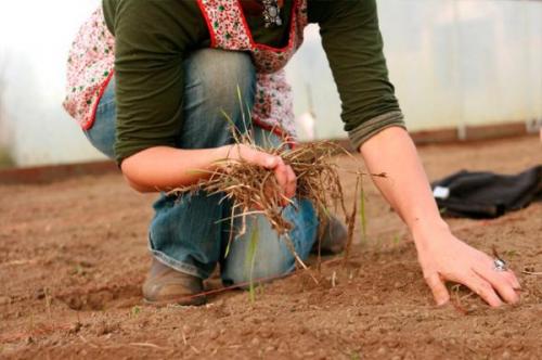 Чем обработать почву в теплице осенью. Чем лучше обработать землю в теплице осенью
