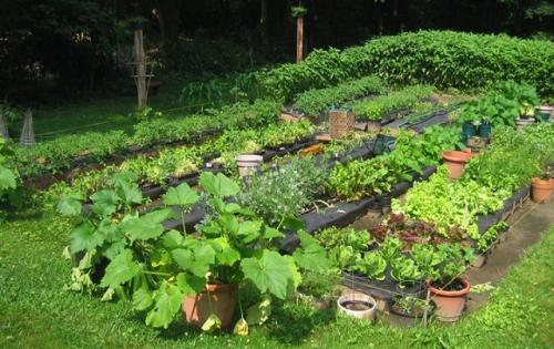 Какую землю в теплицу засыпать. Основные виды и составы тепличных грунтов 07 Какую землю в теплицу засыпать. Основные виды и составы тепличных грунтов 07