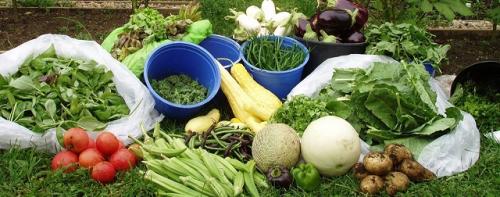 Какую землю в теплицу засыпать. Основные виды и составы тепличных грунтов 06 Какую землю в теплицу засыпать. Основные виды и составы тепличных грунтов 06