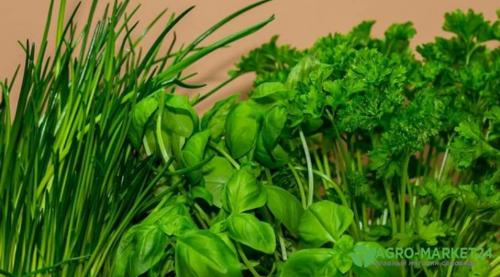 Стройте свою теплицу из профильной трубы: простой способ создания домашнего огорода 04