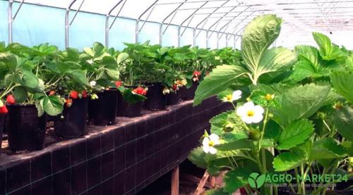 Стройте свою теплицу из профильной трубы: простой способ создания домашнего огорода 05