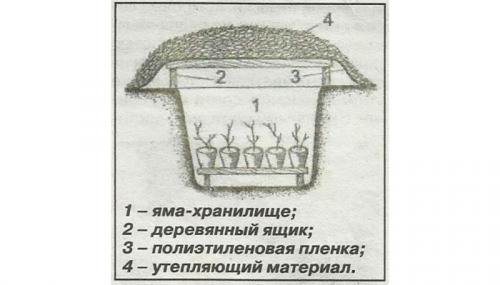 Осенние посадки: как подготовить свой сад и огород к зиме 06 Осенние посадки: как подготовить свой сад и огород к зиме 06