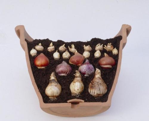 Какие растения можно высаживать осенью в контейнерах. Возможности комбинирования в горшечных ансамблях