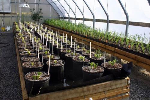 Осенние посадки: как подготовить свой сад и огород к зиме 05 Осенние посадки: как подготовить свой сад и огород к зиме 05