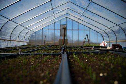 Каким раствором помыть теплицу осенью. Осенняя дезинфекция теплицы из поликарбоната изнутри