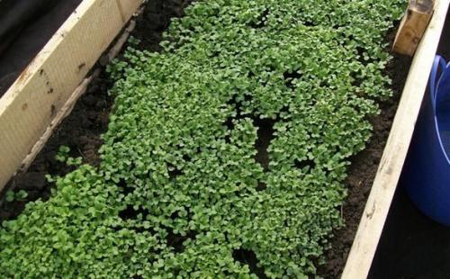 Обработка теплицы осенью без замены почвы. Методы борьбы с нематодой