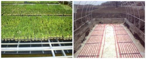 Как правильно уложить тепличный пол. Для чего нужен теплый пол?