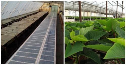 Как правильно уложить тепличный пол. Для чего нужен теплый пол?