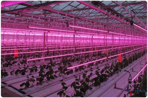 Как устанавливать светодиодный свет для теплиц. Как сделать освещение в теплице своими руками?