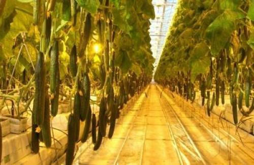 Какие характеристики светильников наиболее важны для промышленных теплиц. Лампы для теплицы: характеристики